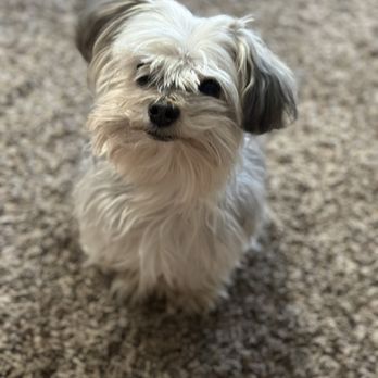 Gentle Spaw & Boutique - BEFORE gentle spaw!!! Giving very much Gandalf the Gray the vibes! - Pet Groomers Near Me - Fullerton, California