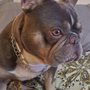 Your Dog's Grooming Shop