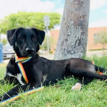 Wags & Ruffs - Pet Boarding Near Me - San Diego, California