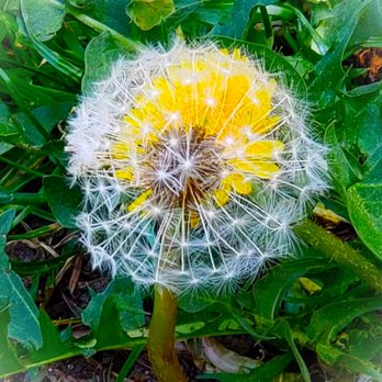 Dragonian Dreams - Double Dandelion
Photo - Arts & Crafts Near Me Dragonian Dreams - Double Dandelion
Photo - Arts & Crafts Near Me