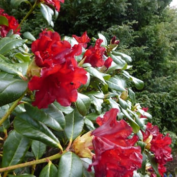 Calderglen Country Park - Parks Near Me - Glasgow, GLG Calderglen Country Park - Parks Near Me - Glasgow, GLG