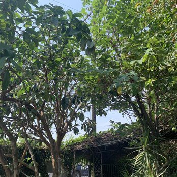 Cisnero's Tree Care - Tree Services Near Me Cisnero's Tree Care - Tree Services Near Me