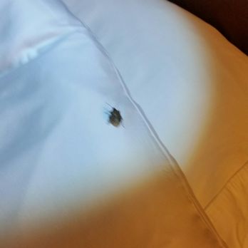 Marriott at Research Triangle Park - First one I squished, 3rd one I flushed. This one wouldn't get off my pillow so flung the pillow into hallway. Was about 1 inch long. - Hotels Near Me - Durham, North Carolina