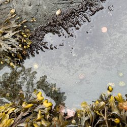 Watmough Bay Preserve - Little critters in this tidepool.