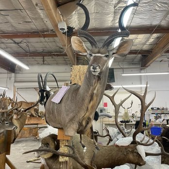 Animal Artistry - Taxidermy Near Me - Reno, Nevada