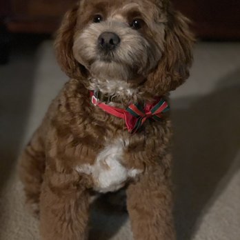 Young Style - Pet Groomers Near Me - Bellevue, Washington
