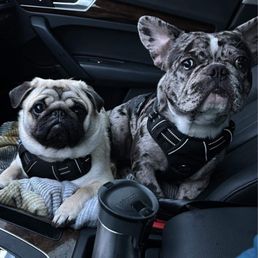 Archie & Gus Gus Archie & Gus Gus