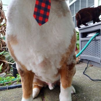 Waggin' Tails - Uneven cut on his chest (chunk in the middle) super choppy - Pet Groomers Near Me - Jacksonville, Florida Waggin' Tails - Uneven cut on his chest (chunk in the middle) super choppy - Pet Groomers Near Me - Jacksonville, Florida