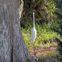 Wallace Brooks Park - A surprise pic