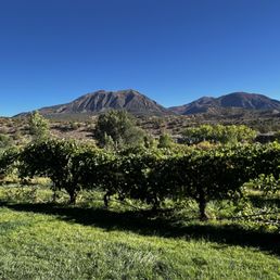 Vineyard of sutcliffe. Vineyard of sutcliffe.