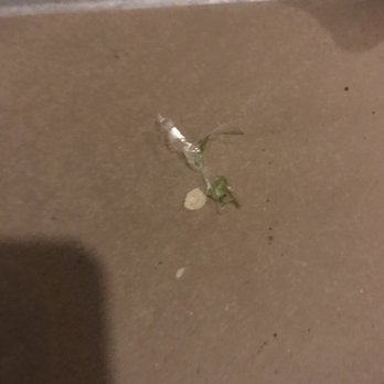 bartaco Seaport - Plastic in the green salsa - Tacos Near Me - Boston, Massachusetts