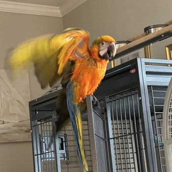 Pet Creations - Pet Stores Near Me - Jacksonville, Florida