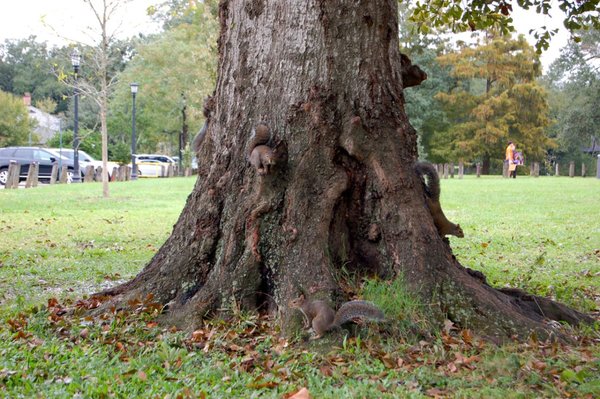 Audubon Park by null