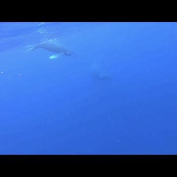 Kelii's Kayak Tours - Whale by our kayak - Rafting/Kayaking Near Me - Kihei, Hawaii Kelii's Kayak Tours - Whale by our kayak - Rafting/Kayaking Near Me - Kihei, Hawaii