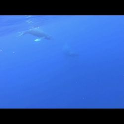Kelii's Kayak Tours - Whale by our kayak