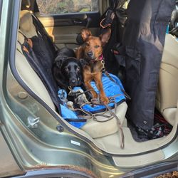 Massachusetts Dog Training Services