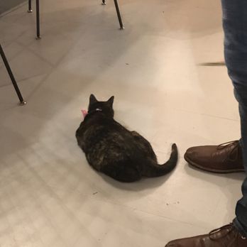 NEKO: A Cat Cafe - Themed Cafes Near Me - Seattle, Washington