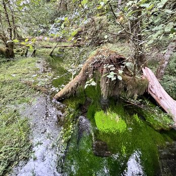 HOH RAINFOREST - Updated June 2025 - 648 Photos & 71 Reviews - 18113 ...
