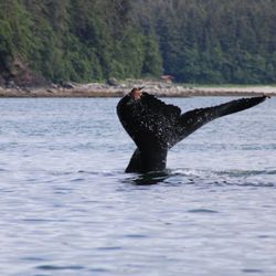 Jayleen’s Alaska