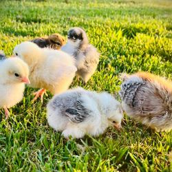 Revo Sports on the Hill - Baby chicks at "The Corral Petting zoo. Great location for parties and our camper love going to " The Corral".