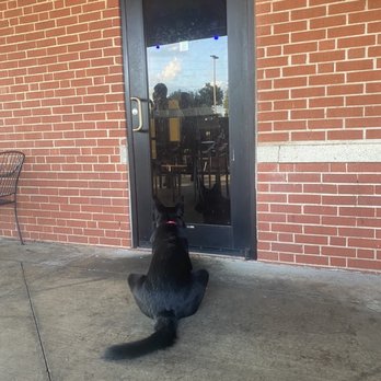 Lone Goose Saloon - Layla waiting for her beer - Bars Near Me - Huntsville, Alabama