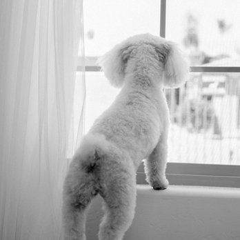 Franklin Photography Studios - This one is my husband's favorite - Pet Photography Near Me - Scottsdale, Arizona