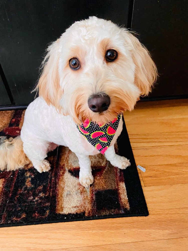 The Modern Paws Image