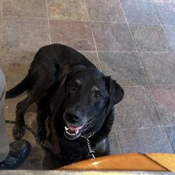 PetMed Urgent Care - All smiles now