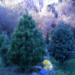 Courtneys Christmas Tree Farm