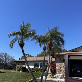 Dynamic Trees - palm tree trimming - Tree Services Near Me