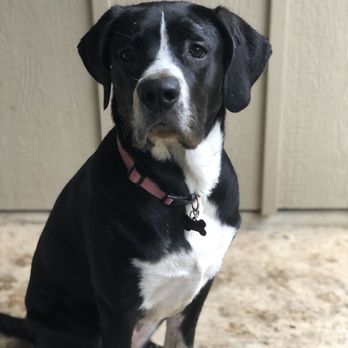 Her and Him Dog Training - Pet Training Near Me Her and Him Dog Training - Pet Training Near Me