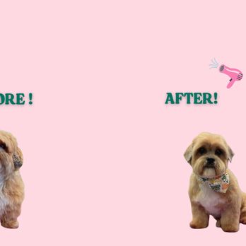 Luxe Grooming - Bella is looking& feeling fabulous after her Full Body Styling! - Pet Groomers Near Me Luxe Grooming - Bella is looking& feeling fabulous after her Full Body Styling! - Pet Groomers Near Me