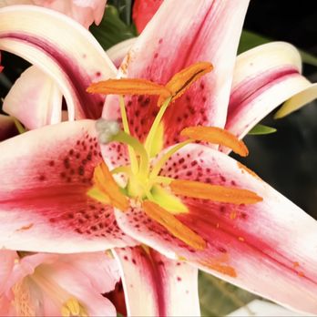 Kroger - The beauty of this blooms for all to see . - Grocery Near Me - Louisville, Kentucky Kroger - The beauty of this blooms for all to see . - Grocery Near Me - Louisville, Kentucky