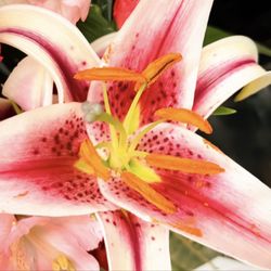 Kroger - The beauty of this blooms for all to see .