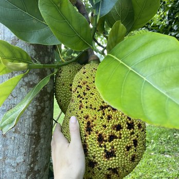 Starseed Ranch - Jack fruit - Venues & Event Spaces Near Me - Kapaau, Hawaii Starseed Ranch - Jack fruit - Venues & Event Spaces Near Me - Kapaau, Hawaii