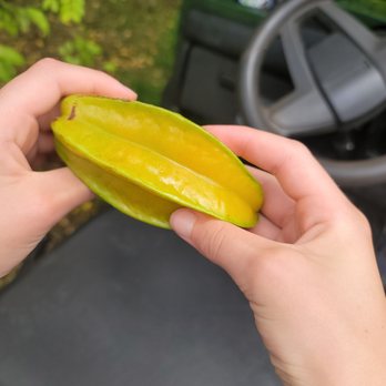 Ono Organic Farms - a person holding a yellow fruit - Fruits & Veggies Near Me - Hana, Hawaii