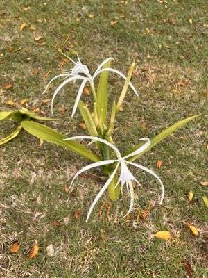 Blue Horizon Boutique Resort by null