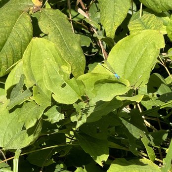 Potowatami Woods - Oh a dragonfly - Hiking Near Me - Wheeling, Illinois