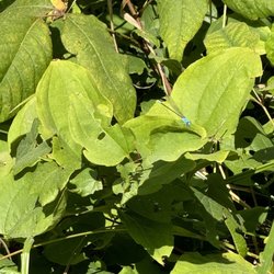 Potowatami Woods - Oh a dragonfly
