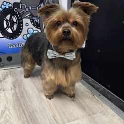 Southtown Veterinary Hospital - This is the most beautiful soul I will ever have been blessed enough to love ! This was Gia Buschelle