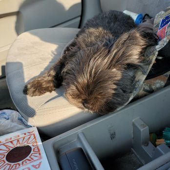 Rabbit Lake Trail - Pooped pup - Hiking Near Me - Anchorage, Alaska