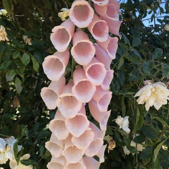UC Botanical Garden at Berkeley - Beautiful foxgloves - Botanical Gardens Near Me - Berkeley, California