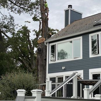 Beautiful Country Tree Service - Half way through... - Tree Services Near Me - Gaithersburg, Maryland Beautiful Country Tree Service - Half way through... - Tree Services Near Me - Gaithersburg, Maryland