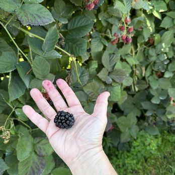 Bowman Orchards - Kids Activities Near Me - Rexford, New York