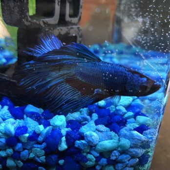 exotic pets and aquarium