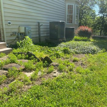 Posada Tree Service - Before weeding - Tree Services Near Me Posada Tree Service - Before weeding - Tree Services Near Me