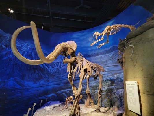 Royal Tyrrell Museum by null