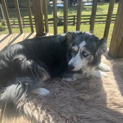 Theodore Veterinary Hospital - Tinkerbelle yesterday - clearly in pain.