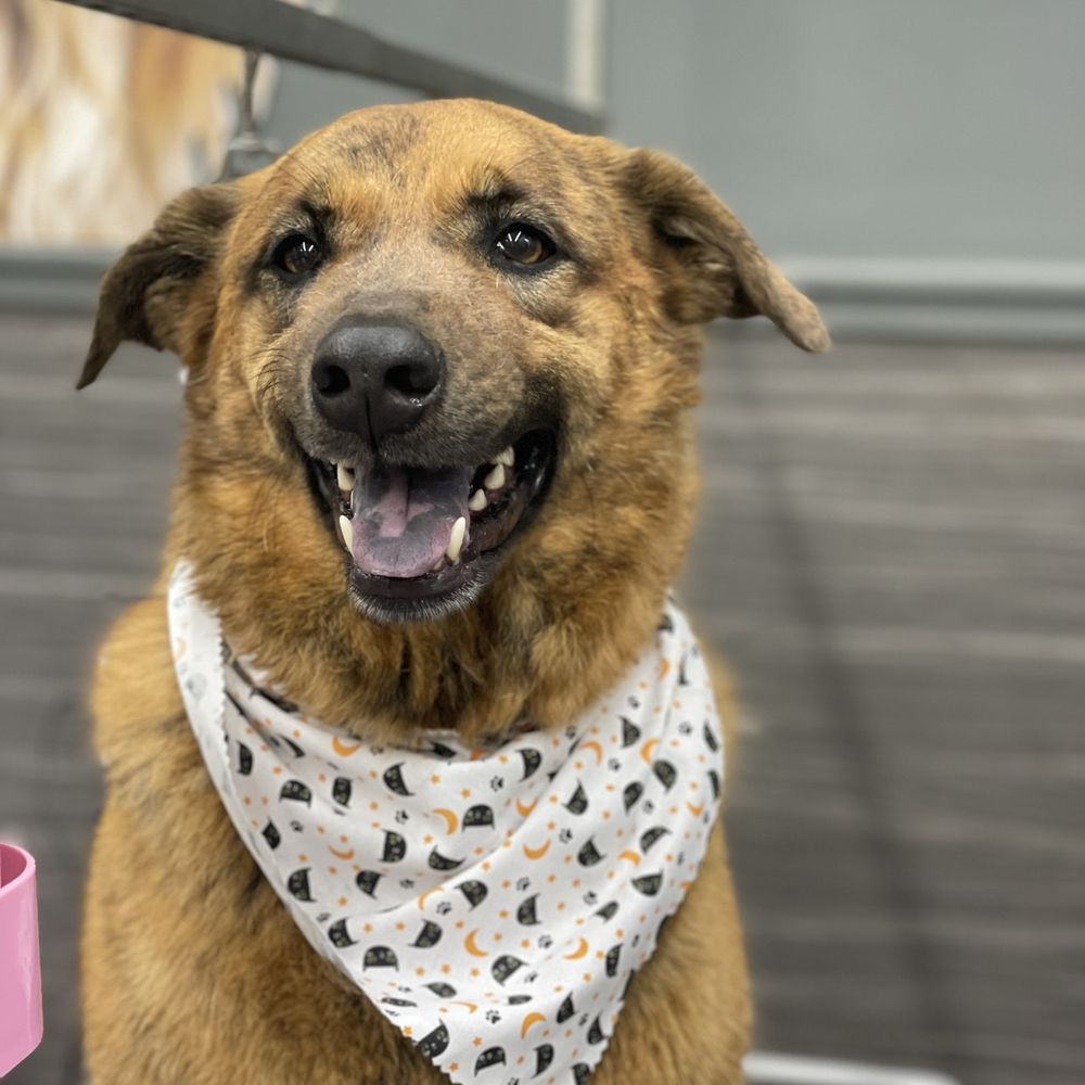 Eufuria Spaw - Pet Groomers Near Me - La Habra, California Eufuria Spaw - Pet Groomers Near Me - La Habra, California