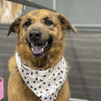 Eufuria Spaw - Pet Groomers Near Me - La Habra, California Eufuria Spaw - Pet Groomers Near Me - La Habra, California